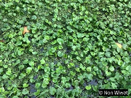 Plants Habitats