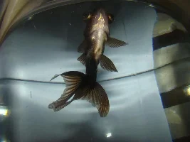 Newly Bought Black Moor  Emergency
