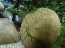 I have eggs!!!!!!!