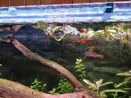 I really love how my tank turned out
