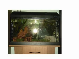 post pics of your tanks here!