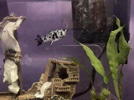 male or female molly?