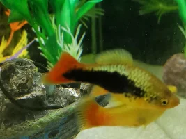 Platy with silvery scales