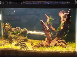 20G Ecosystem dirted offshoot from 40G thread