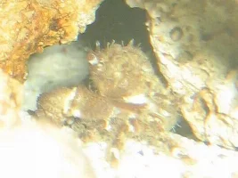 Hitchiker Crab Id?