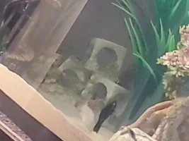 Not Sure What my Fish Have and How to Help :((