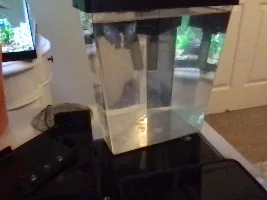 Power blue dwarf gourami NOT DOING GOOD NEED HELP