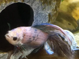 HELP!! betta got stuck in filter