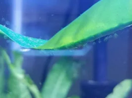 What is this?