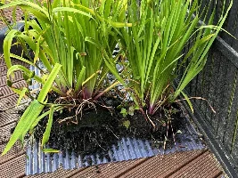 Marginal plants and roots