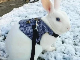 Vote Now...July 2020 Pet of the Month contest.