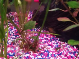 Molly Fish - Not enough oxygen?