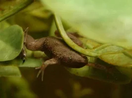 Ribbit