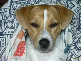 Dog and Cat Pics