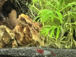 Fluval Flex 15 gallon build thread