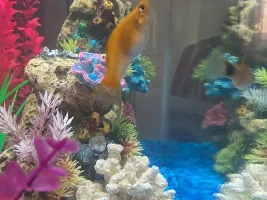 Pregnant Molly swimming weird