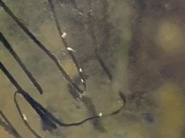 Cherry shrimp or Copepodd