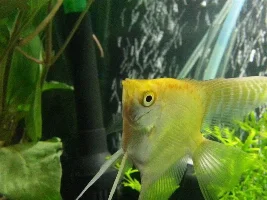 Male Angel Fish?
