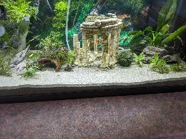 Guppy and molly