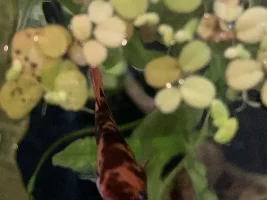 dropsy?