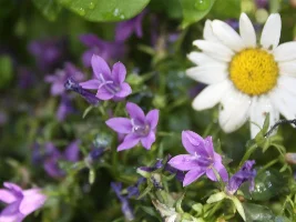 The backyard is blooming...