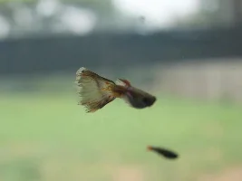 Guppies Dying