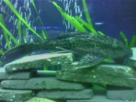 What To Do With My 9" Common Pleco?