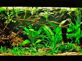 Fish Losing all colour then die...
