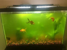 green water - can I just buy Daphnia?