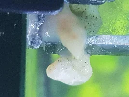 Are my mystery snails having babies??