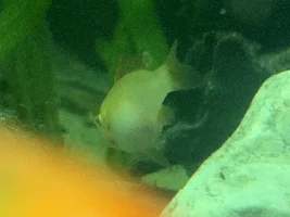 Gold ram help!