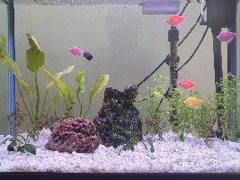 Plants not growing well