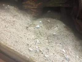 Help! New hornwort shedding like a dead christmas tree!!