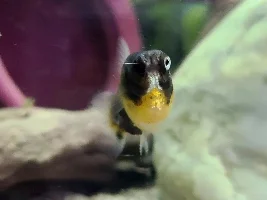 My Livebearers