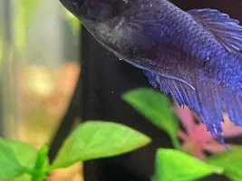 Female betta with unknown problem