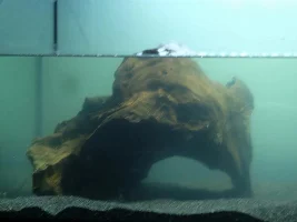 Finally tearing down ugly 57g, building new 36g to replace it!