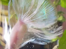 Hello! New member, and new little betta fish! - Could someone help me identify his exact type?