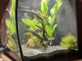 Fluval Flex 15 gallon build thread