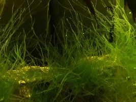 Betta Coccina Breeding Tank