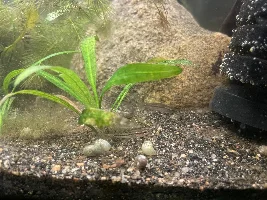 30g Lake Inle Aquaponic Biotope