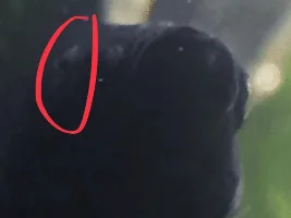 Betta's head is decaying and turning white
