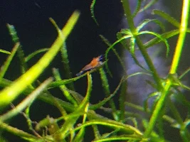 Baby Shrimp