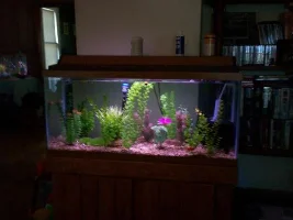 The Food Tank