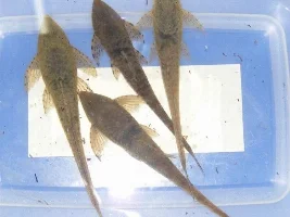 Unusual Whiptails