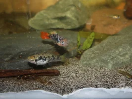 Xiphophorus variatus La laguna