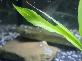 Which Corys Do You Have?