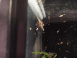 Simple Killifish Method