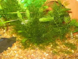 can someone ID this plant?