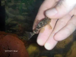 New Pleco, Help Id! (pics)