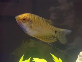 Hi, New Fishkeeper
